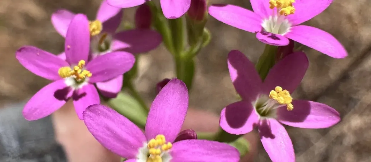 Slender centaury