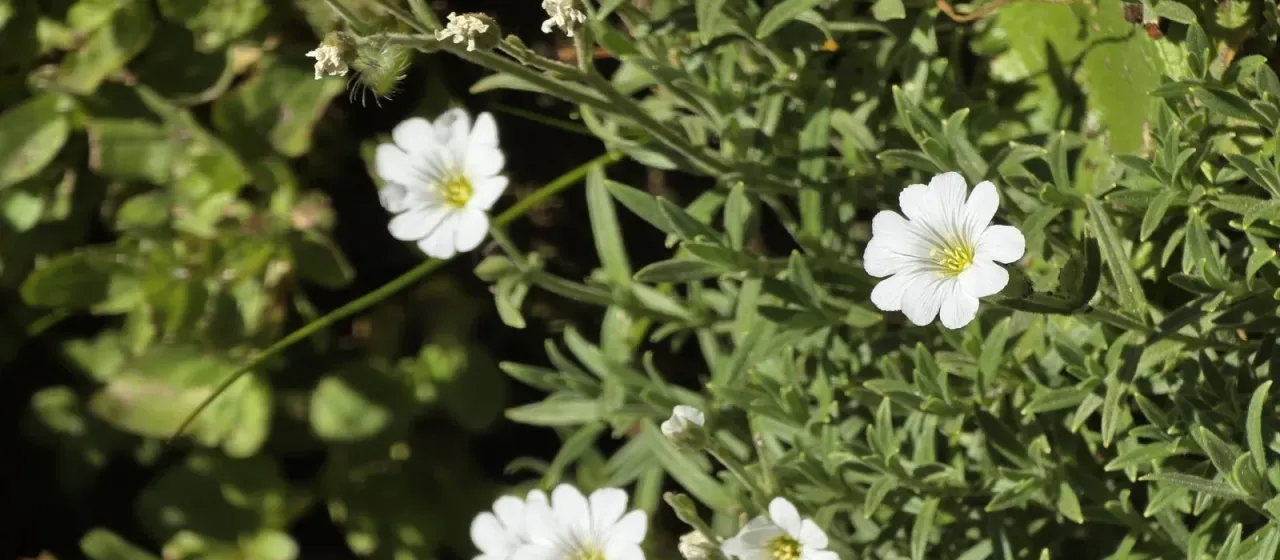 Field mouse-ear