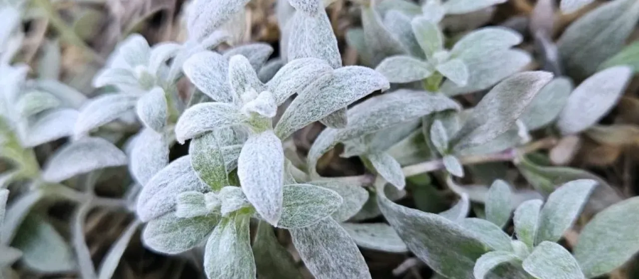 Snow-in-summer