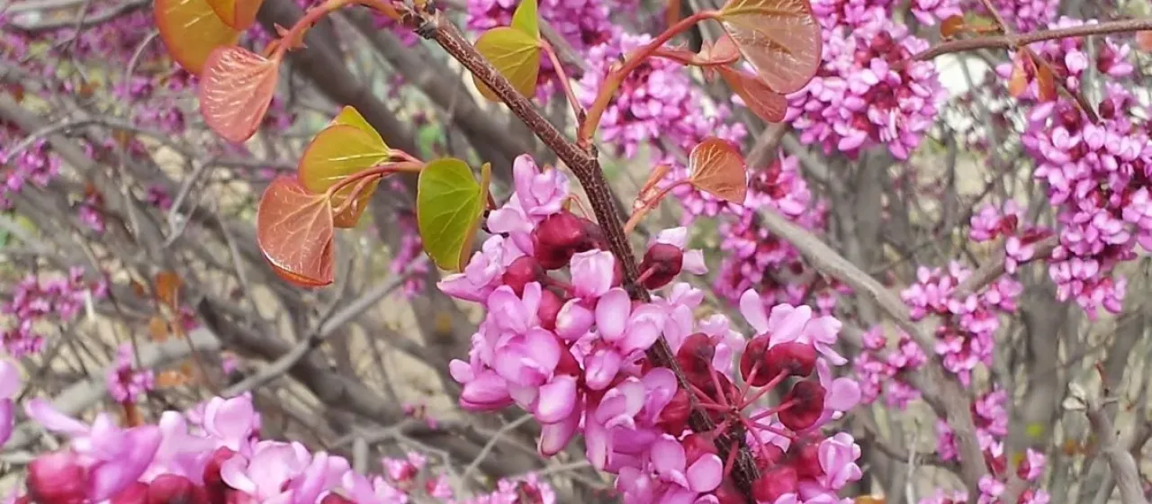 Griffith's redbud