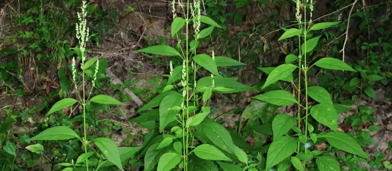 Iresine rhizomatosa