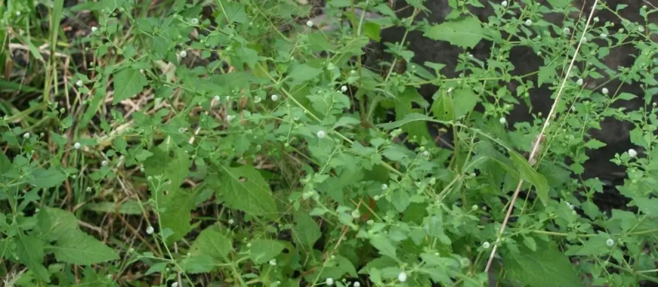 Isocarpha atriplicifolia
