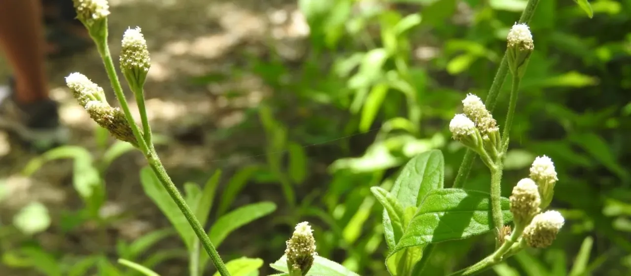 Isocarpha oppositifolia