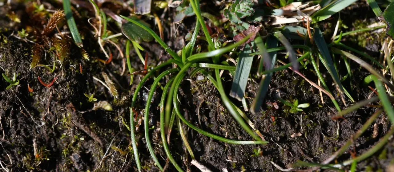 Sand quillwort