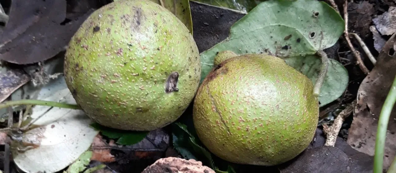 Olancho walnut