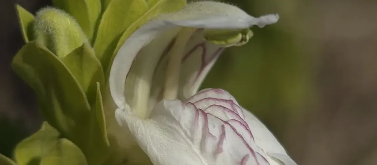Malabar nut