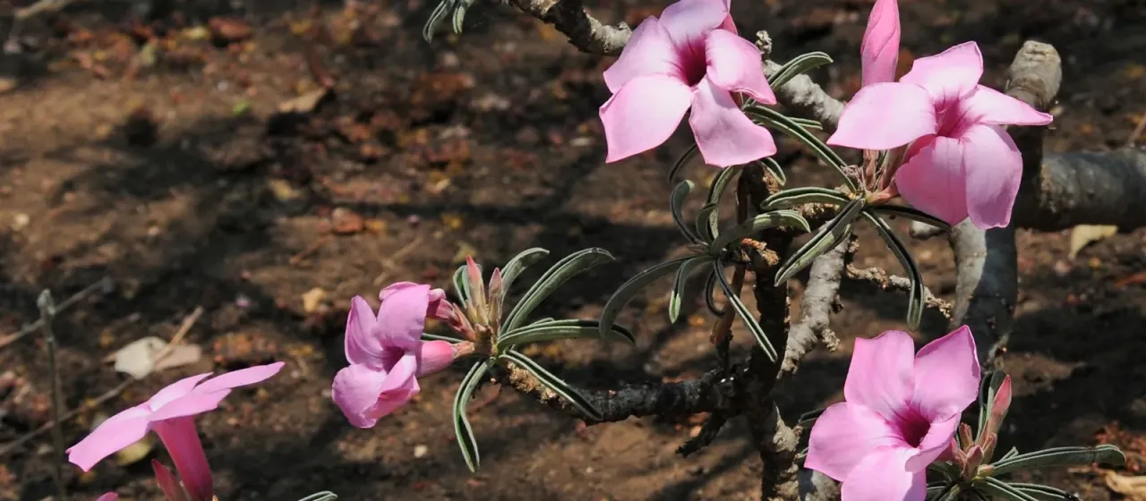 Adenium swazicum