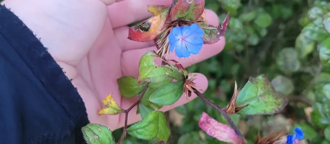 Chinese plumbago