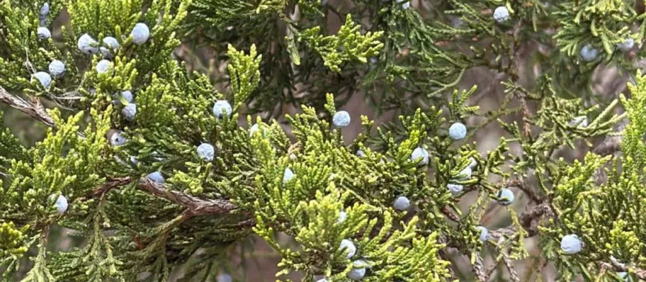 Можжевельник Эша