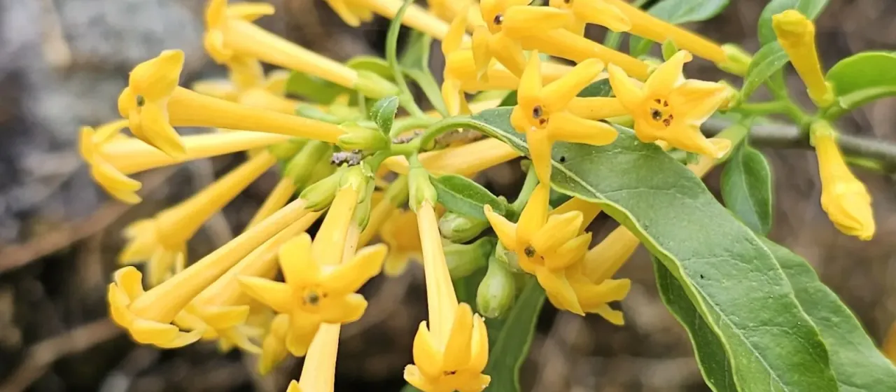 Orange Cestrum