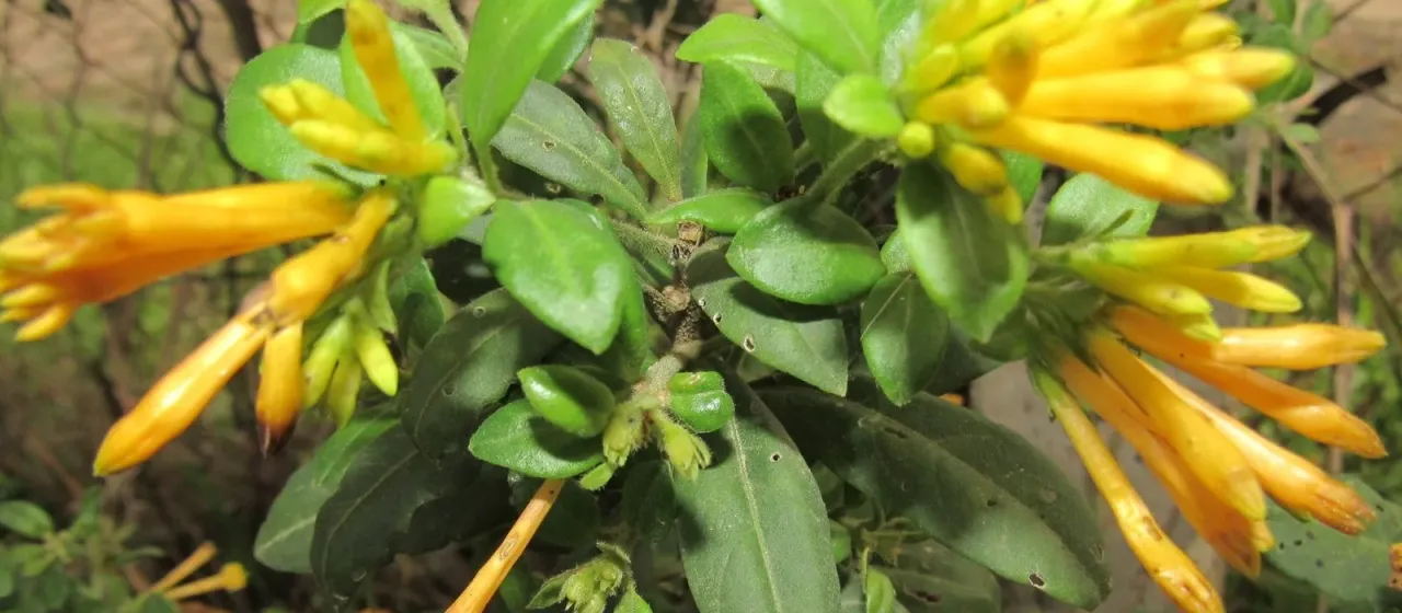 Cestrum corymbosum