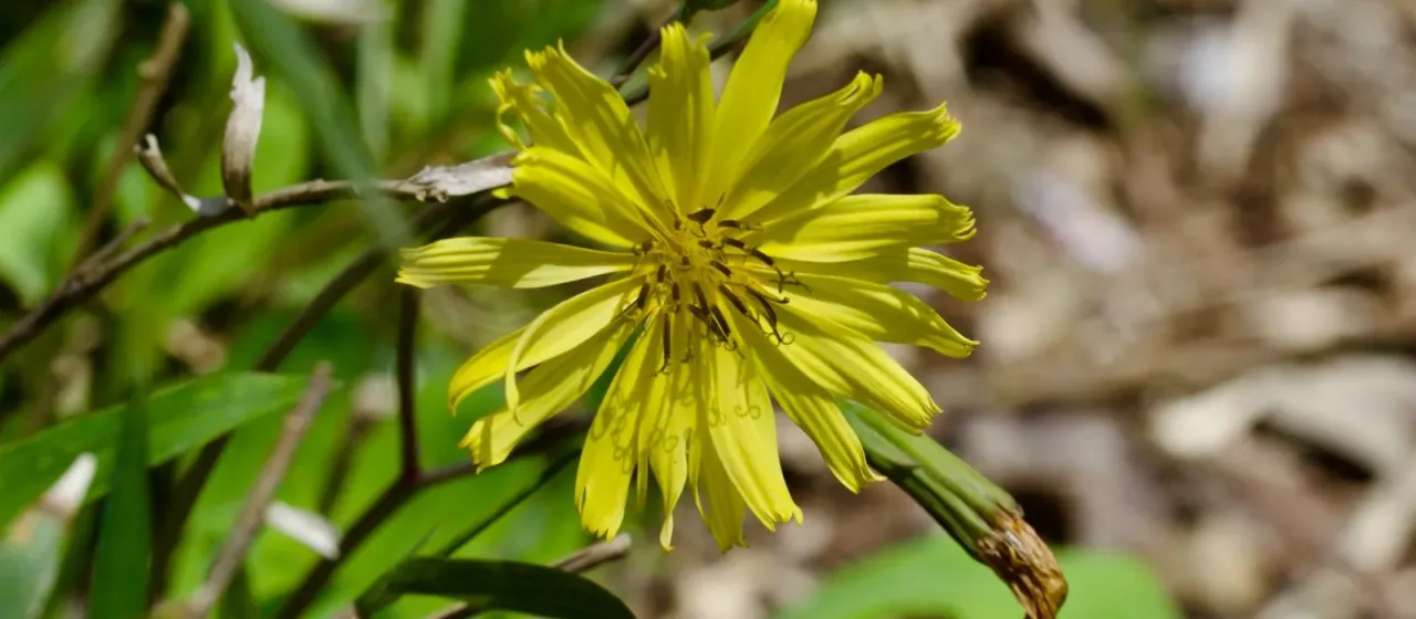 Ixeris japonica
