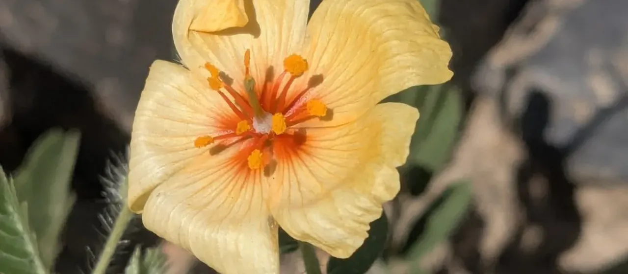 Arizona poppy