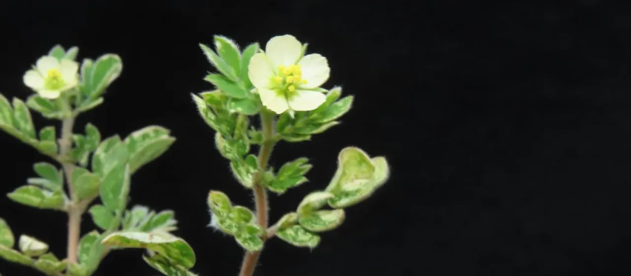 Kallstroemia pubescens