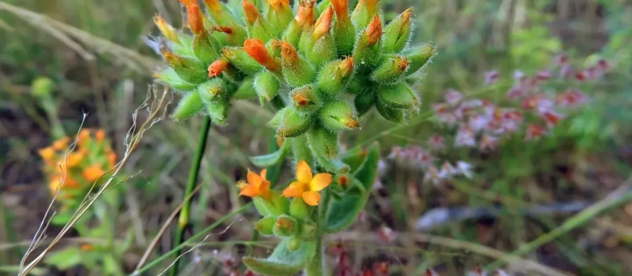 Kalanchoe lanceolata