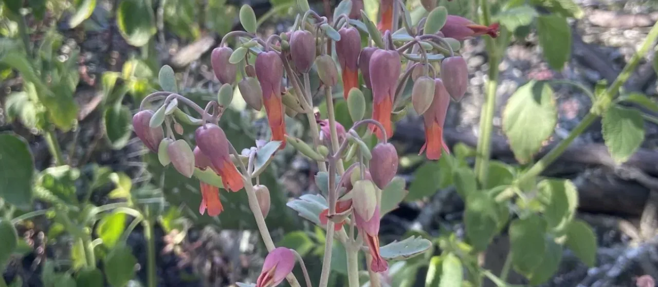 Kalanchoe laxiflora