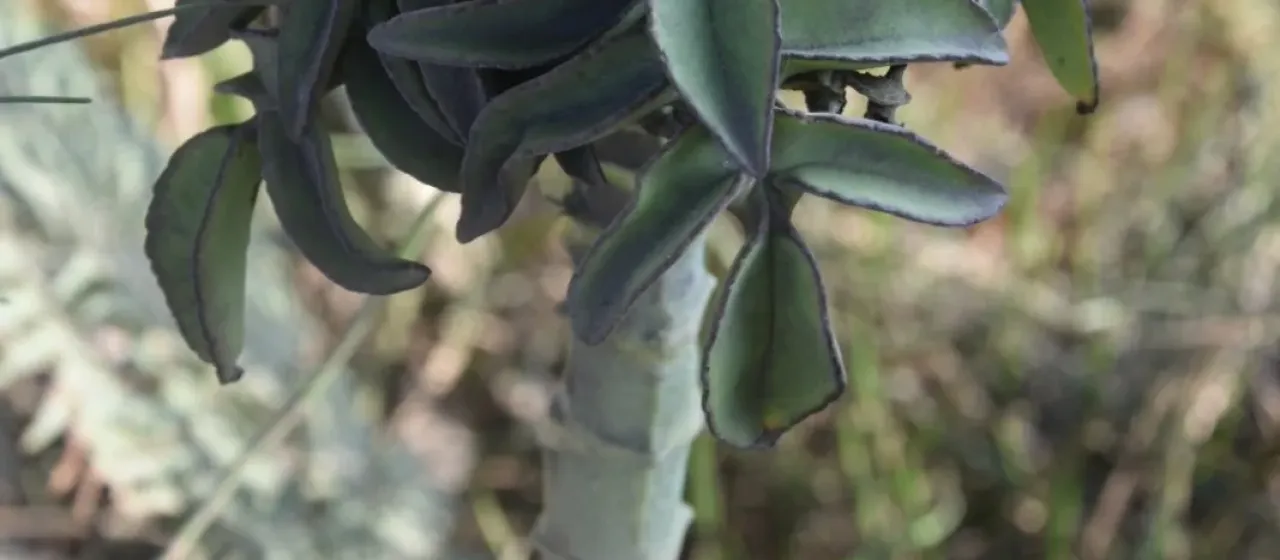 Kalanchoe prolifera