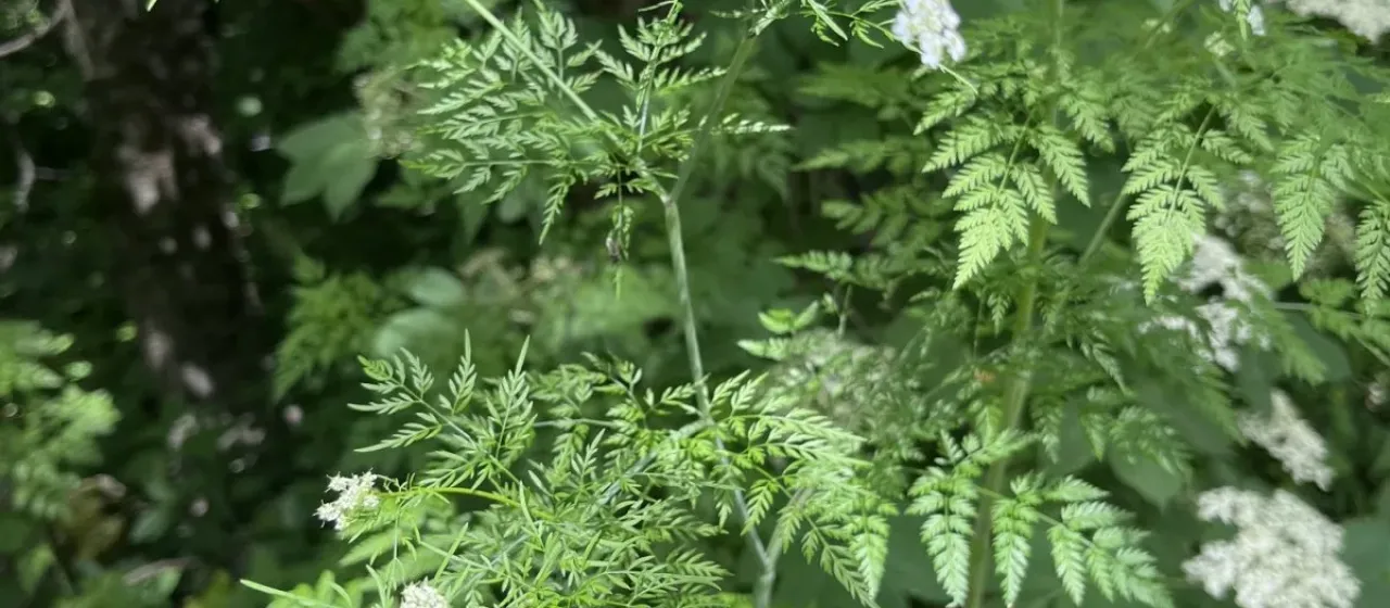 Tuberous-rooted chervil
