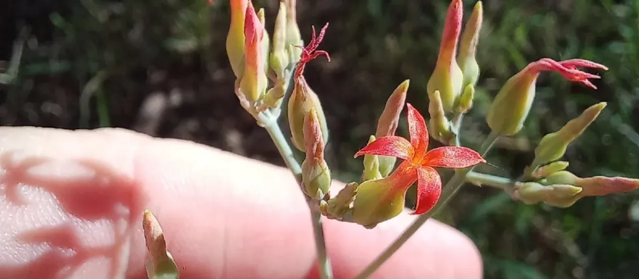 Kalanchoe rotundifolia