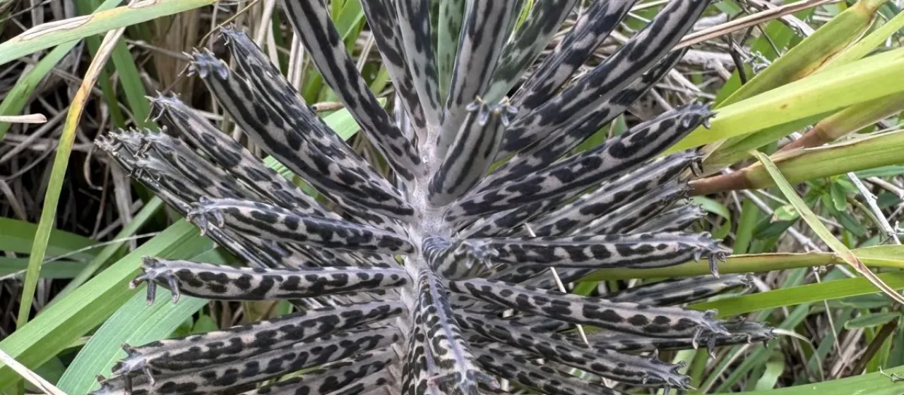 Chandelier plant