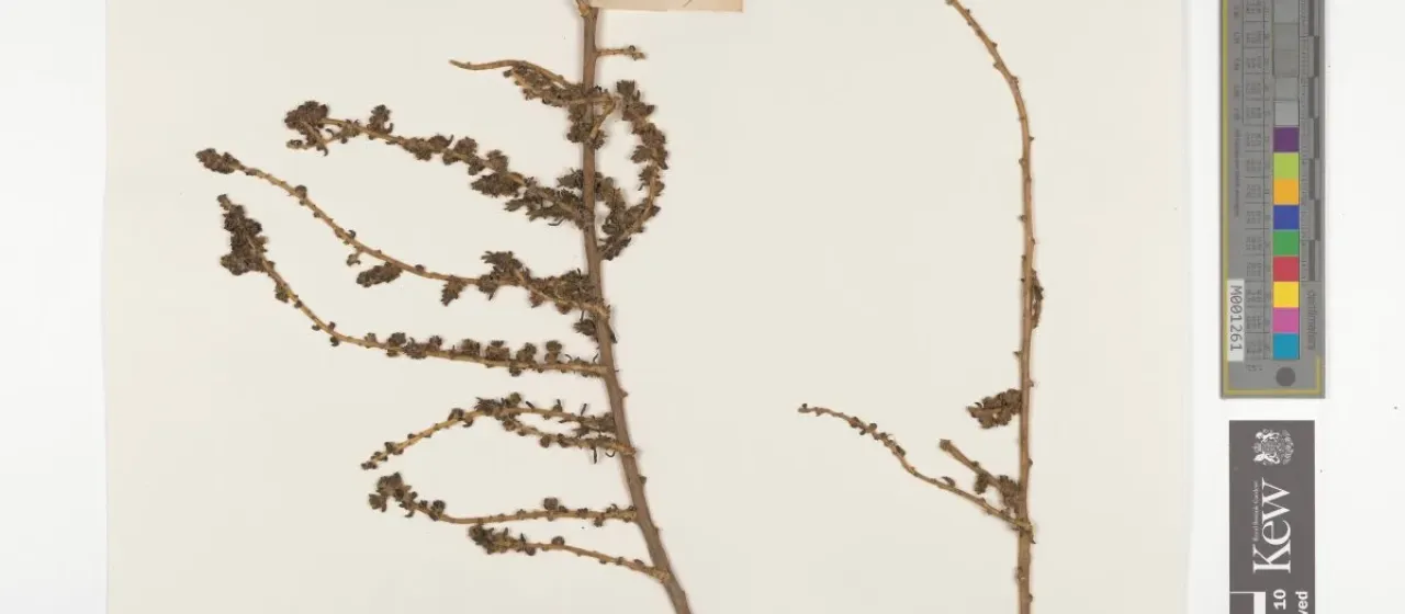 Bassia salsoloides