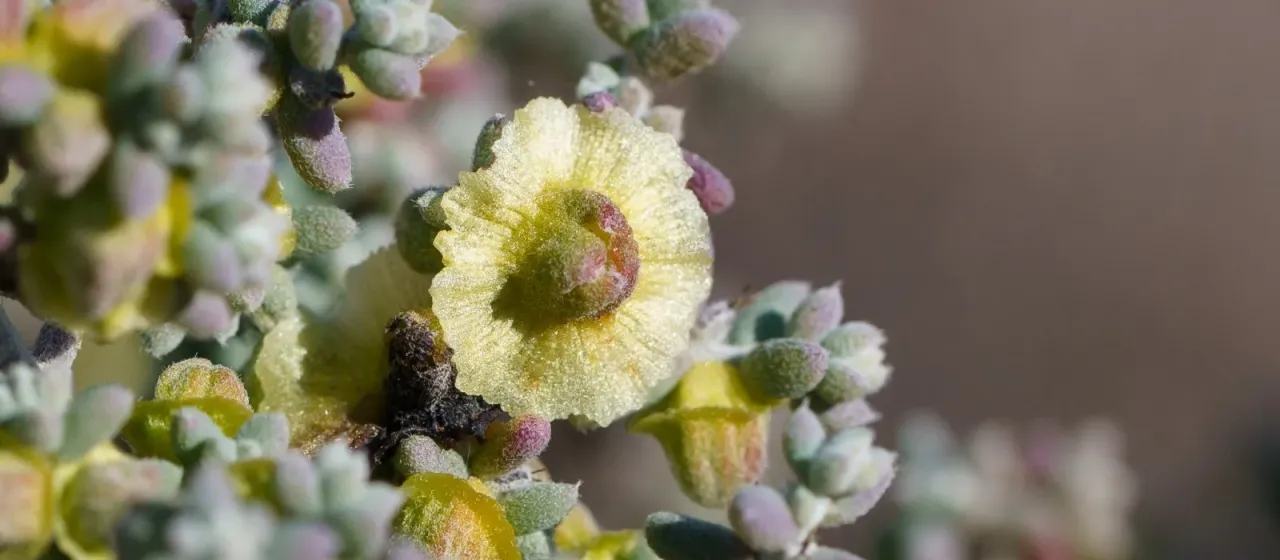 Maireana pyramidata