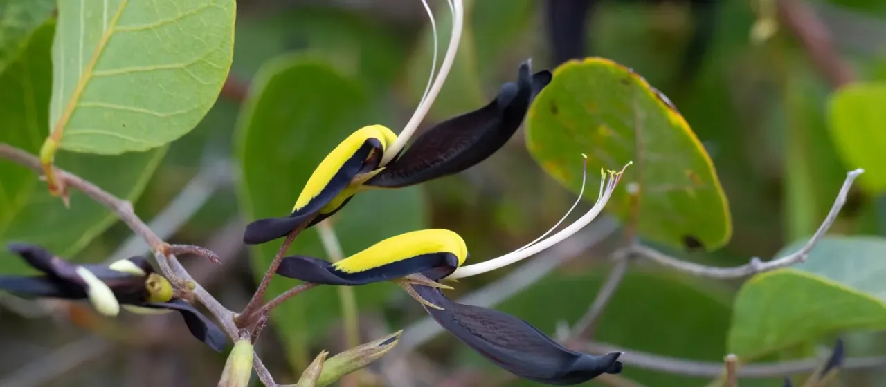 Black Kennedia