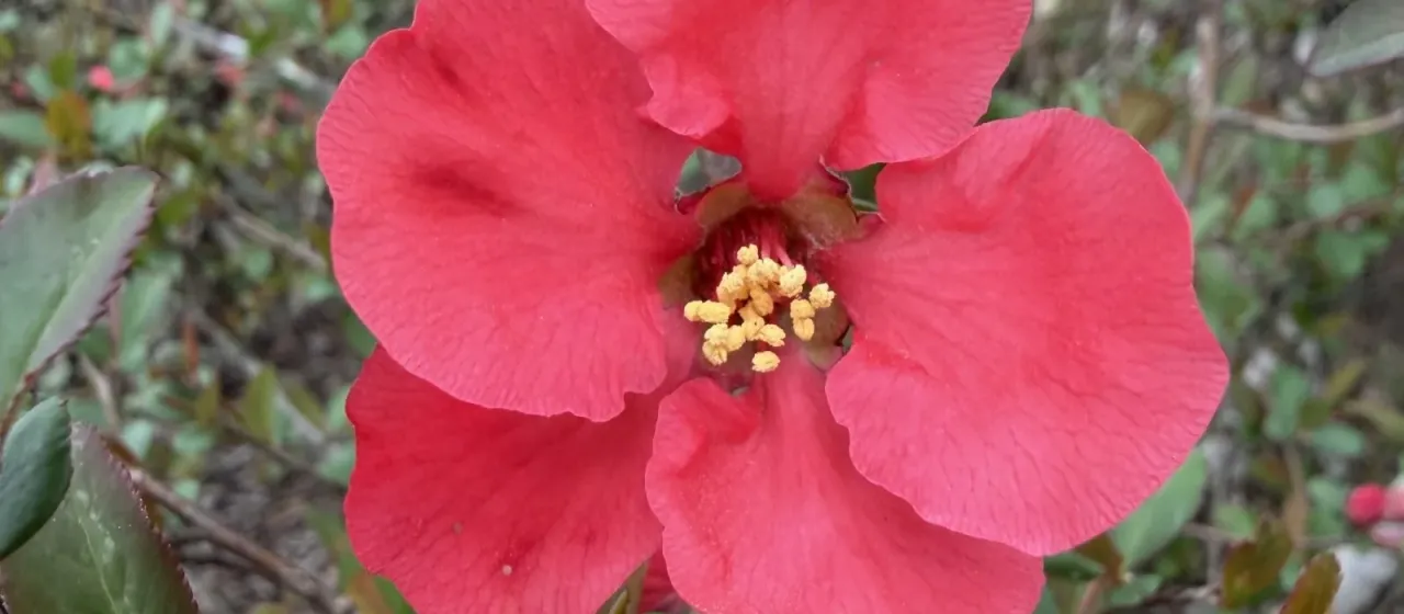 Flowering quince