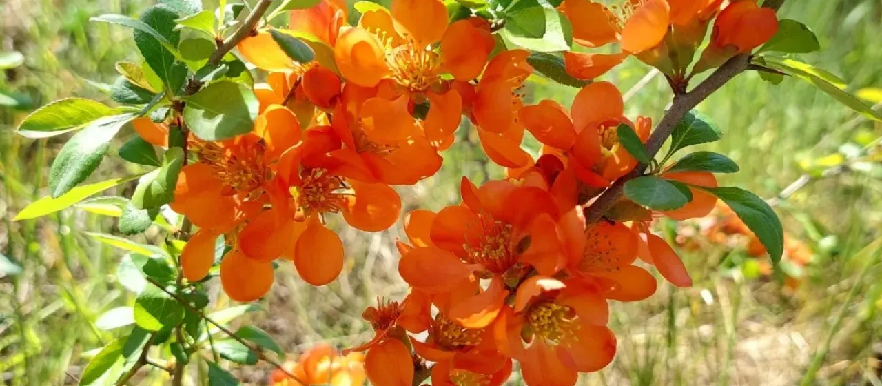 Japanese quince