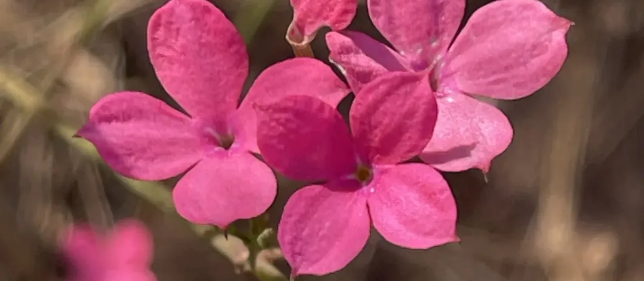 Kohautia grandiflora