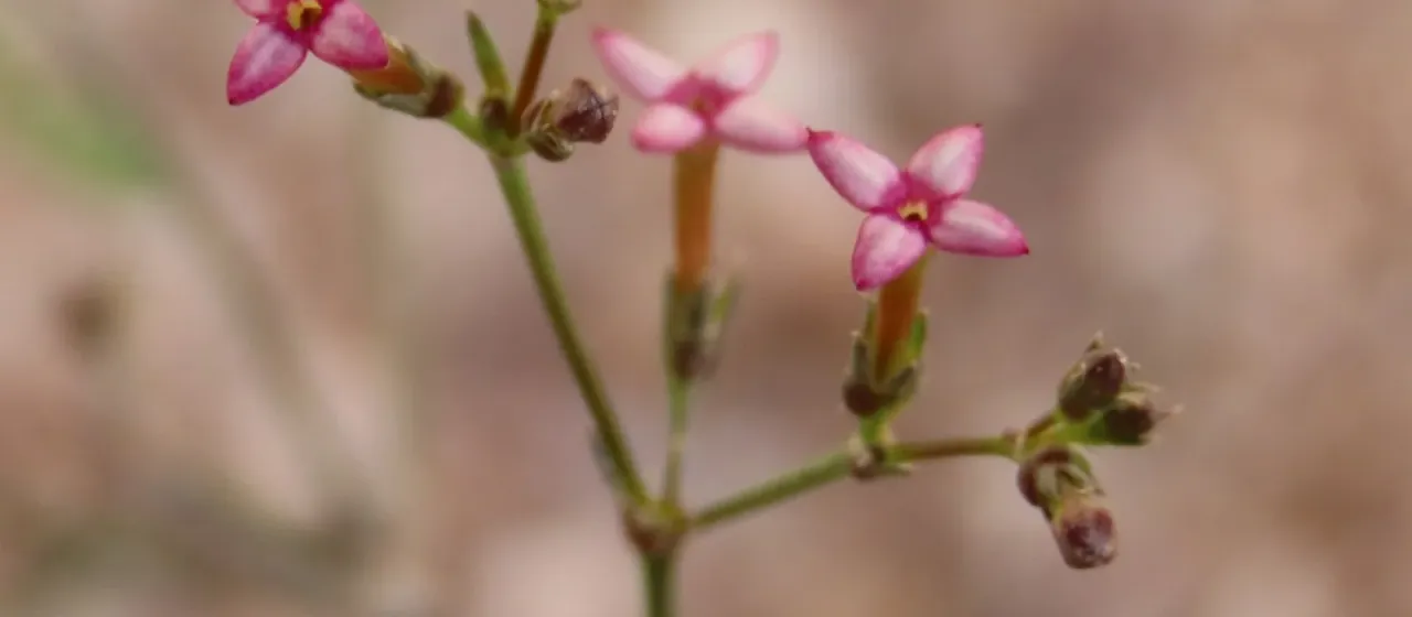 Kohautia virgata