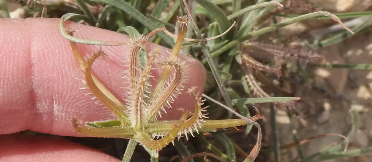 Koelpinia linearis