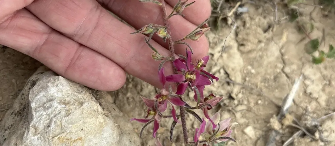 Krameria lanceolata