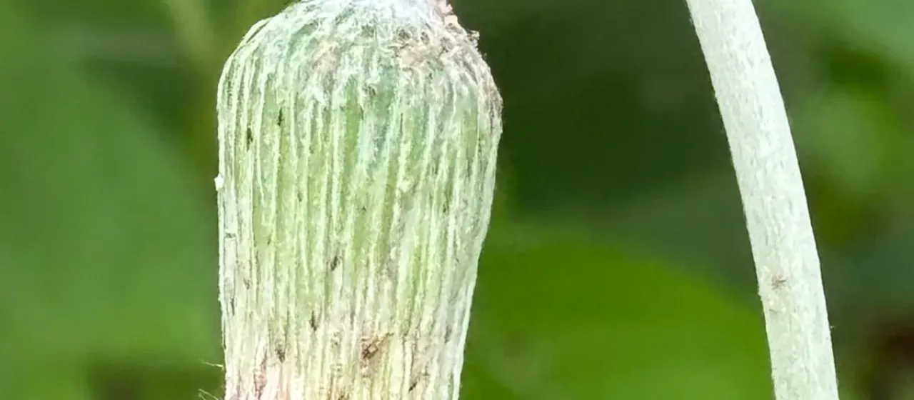 Chaptalia nutans