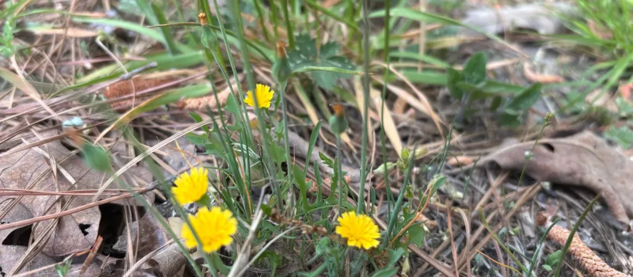 Virginia dwarf-dandelion