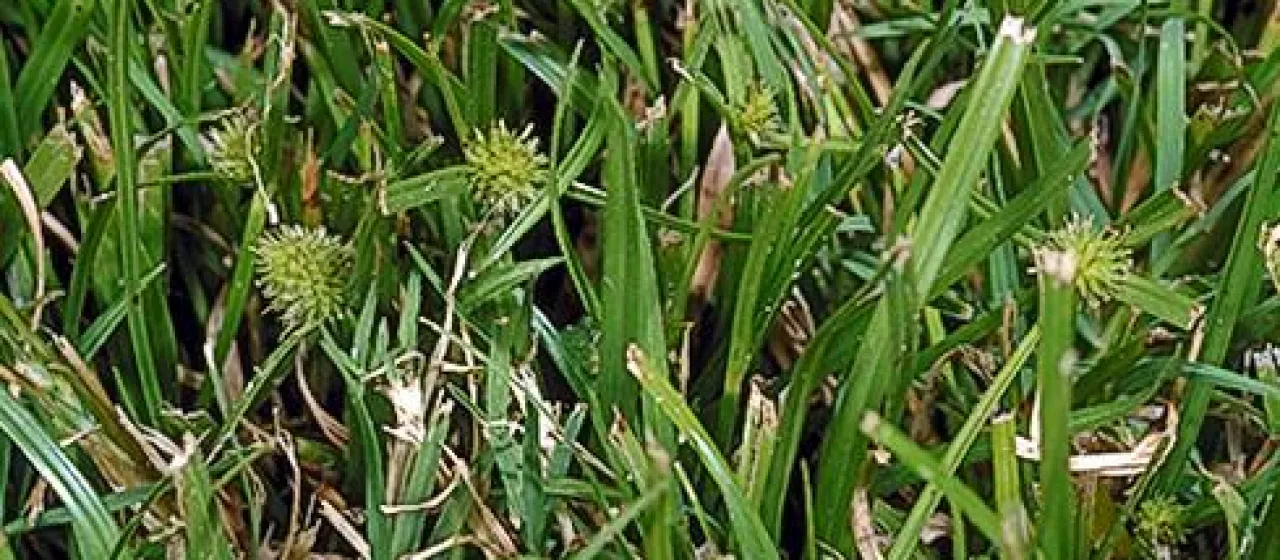 Kyllinga brevifolia