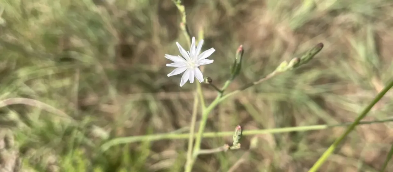 Латук капский