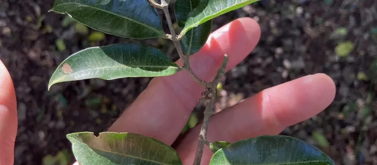 Landolphia kirkii