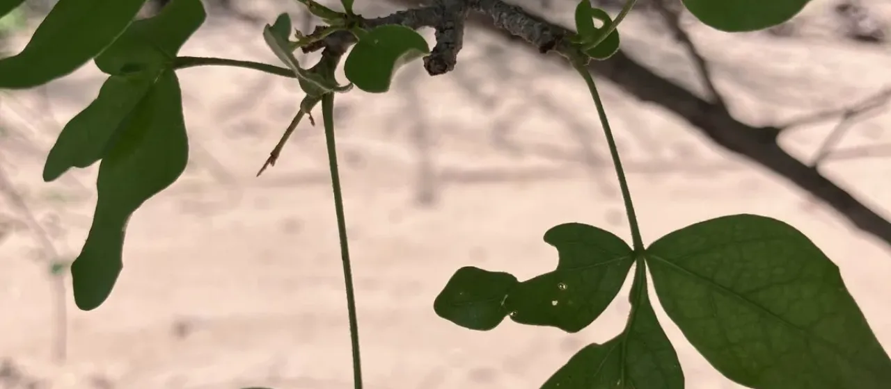 Lannea schweinfurthii