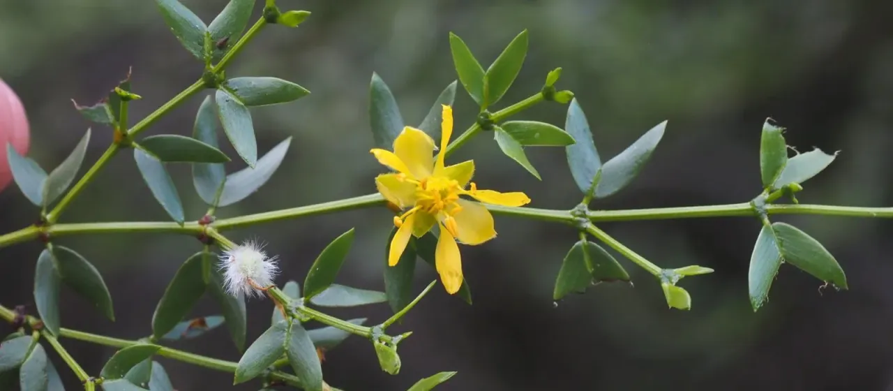 Larrea divaricata