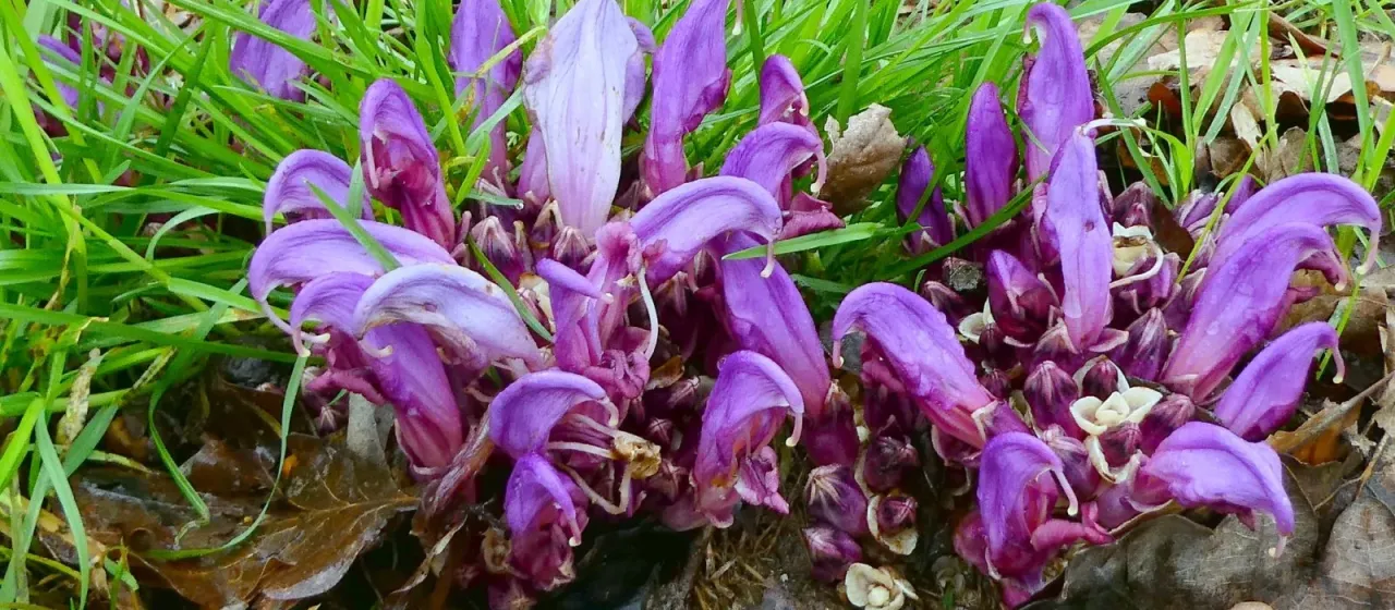 Purple toothwort