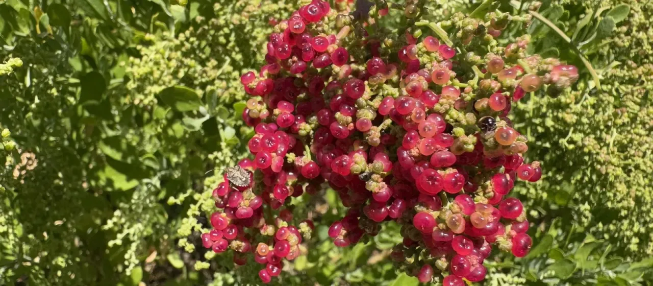 Coastal-saltbush