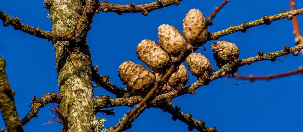 Dunkeld Larch