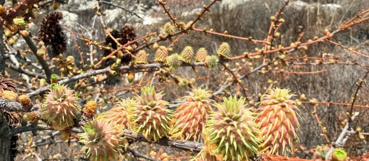 Himalayan Larch