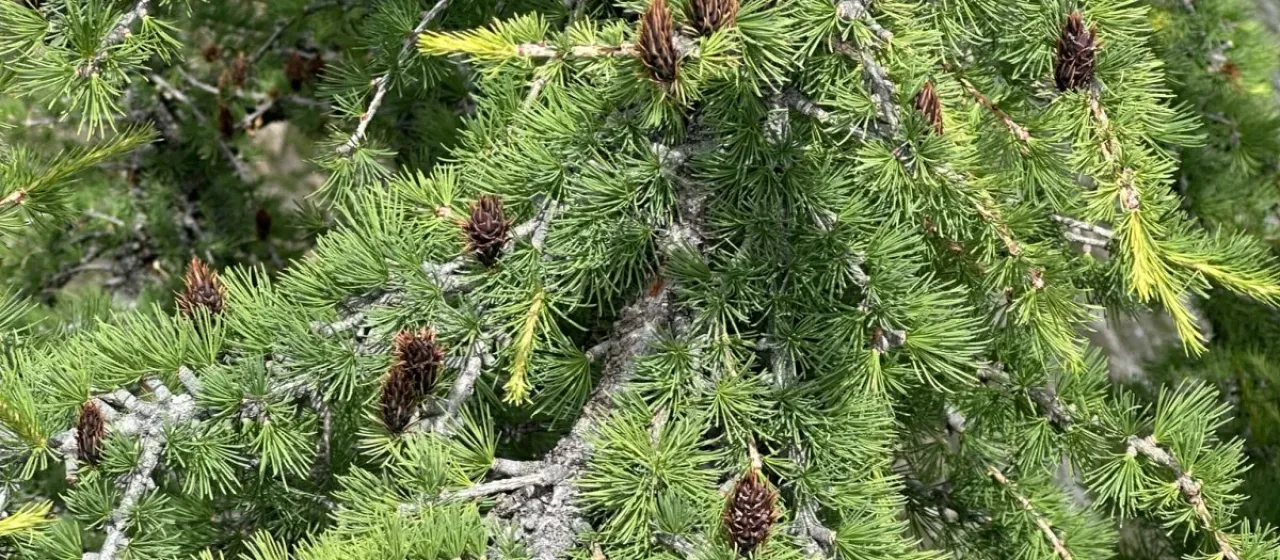 Subalpine Larch