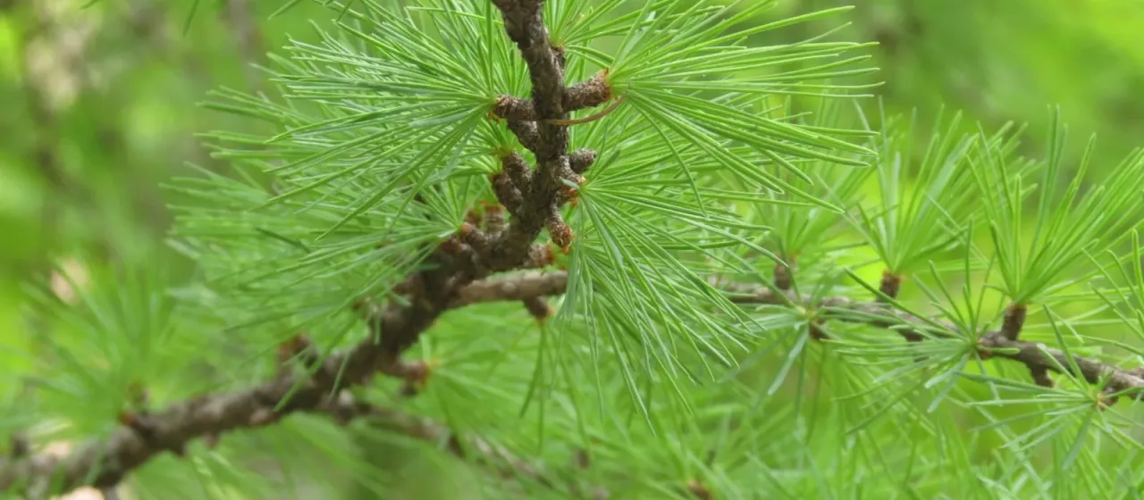 Masters larch