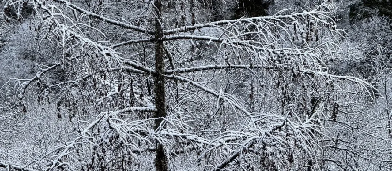 Potanin's larch