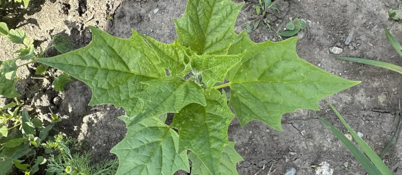 Maple-leaved goosefoot