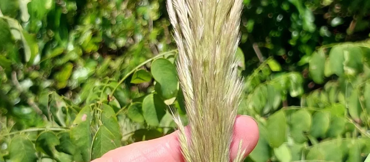 Leptocarydion vulpiastrum