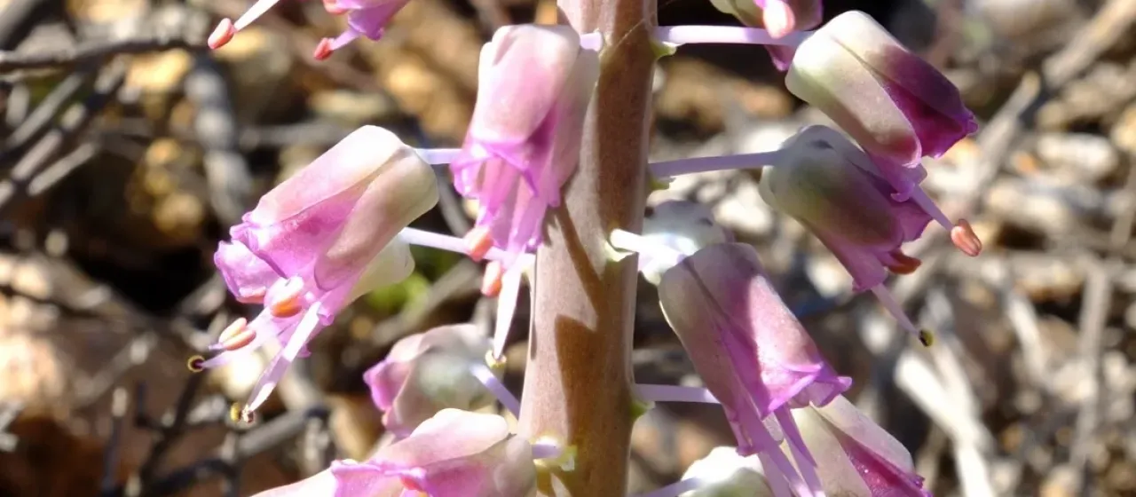 Lachenalia glauca